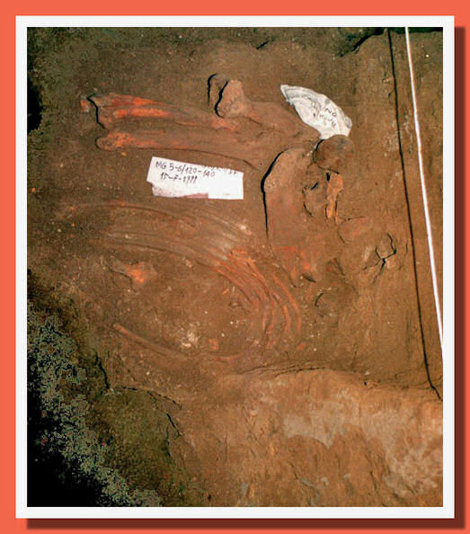 Recupero Reperti Fossili