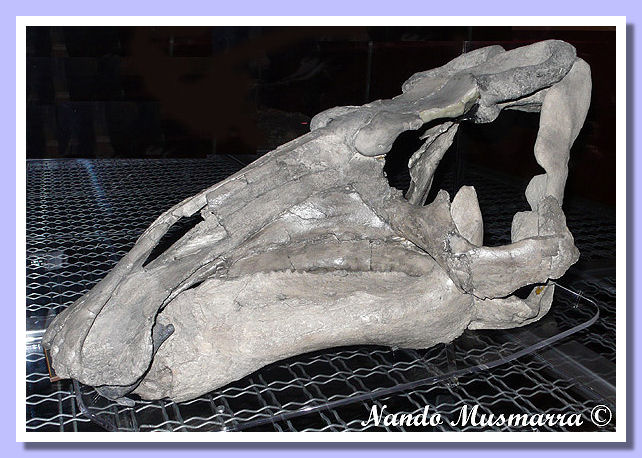 Skull Protohadros Cranio Protohadros