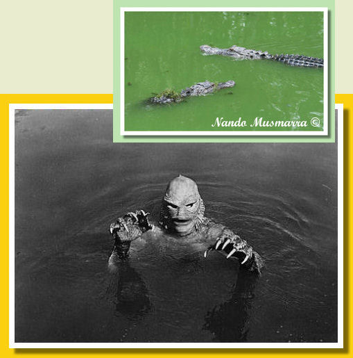 The Monster of Black Lagoon