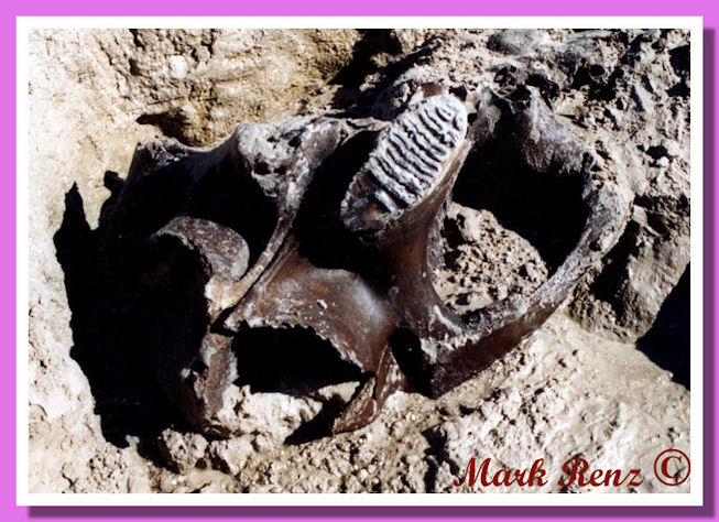 Mandibola di mammuth