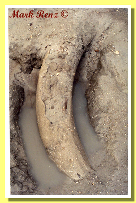 Zanna di proboscidato