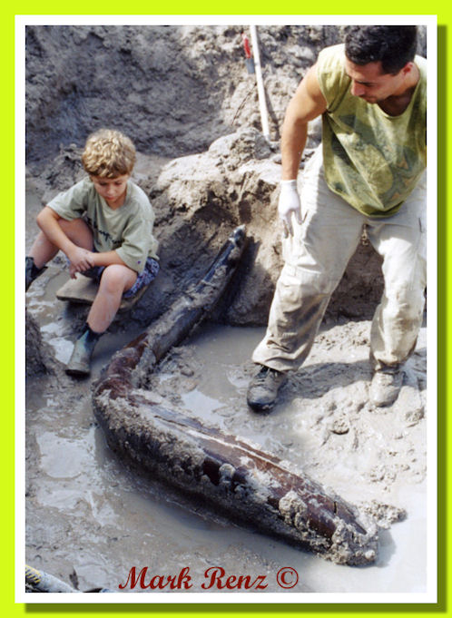 Enorme zanna pachiderma