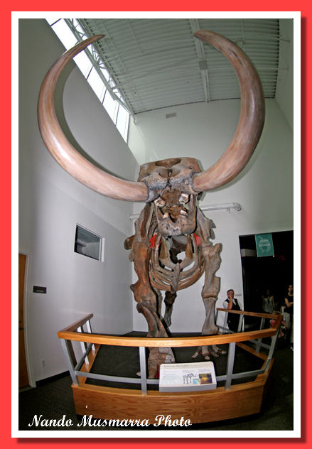 Mastodon Aucilla River