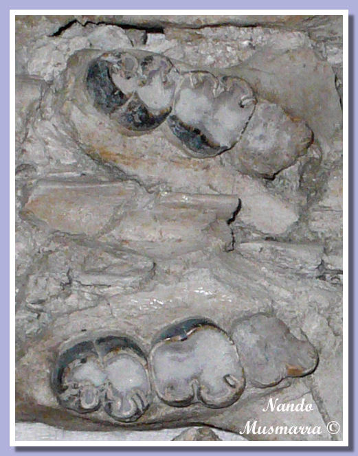 Dentizione lamantino