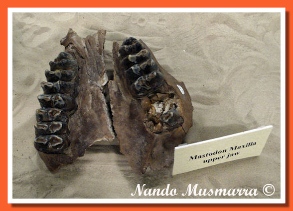 Dente mastodonte LaBelle