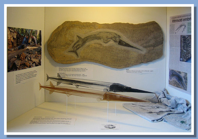 Show Case Saurichthys