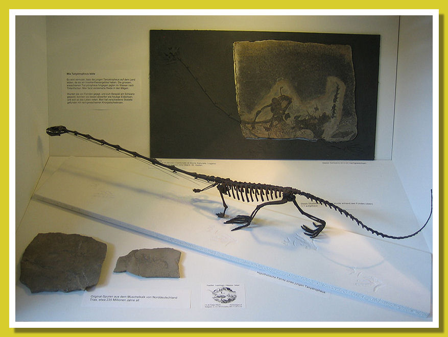 Tanystropheus baby Show case