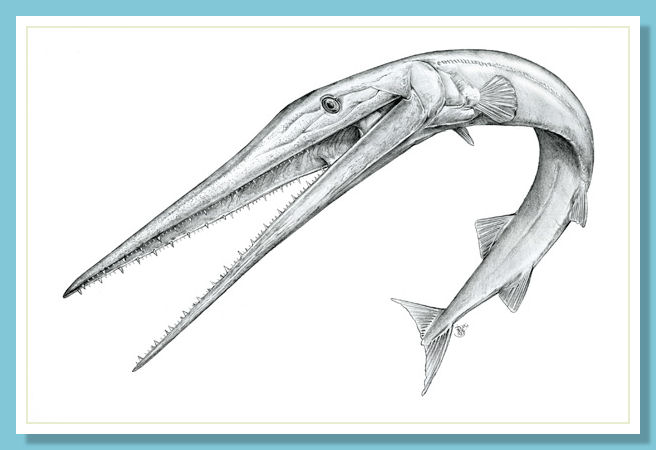 Sauricthys by Davide Bonadonna