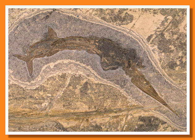 Janine - Saurichtys con gli embrioni fossili