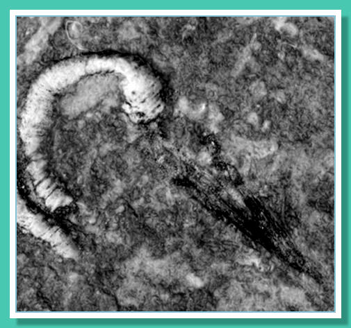 I gancetti biancastri rivelatisi embrioni fossilizzati