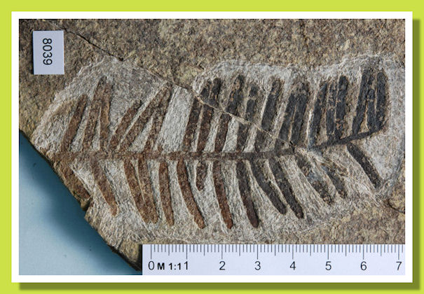 Resti di vegetali fossili