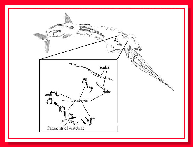 *Renesto&Stockar scales, embrioni, frammenti di vertebre