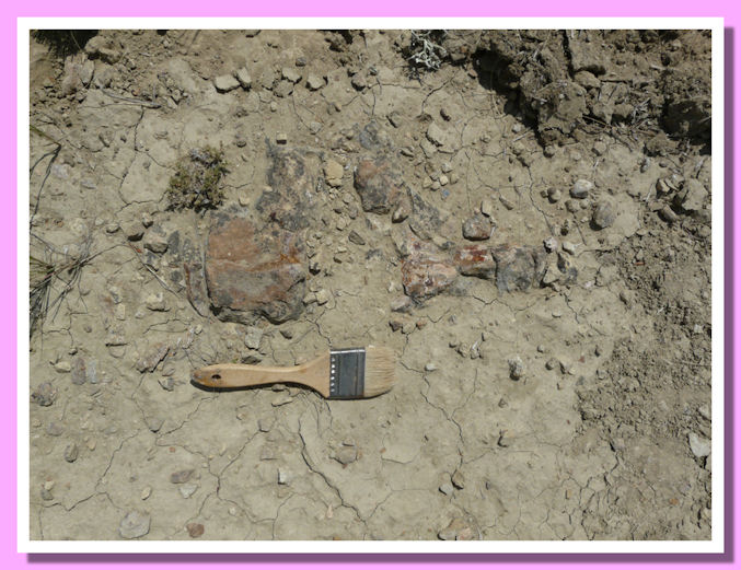 Ritrovamento Vertebre T-rex