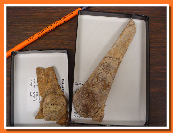 costole cervicali T-rex