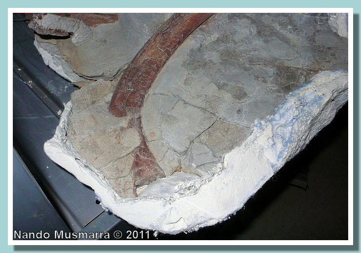 impronta pelle adrosauro