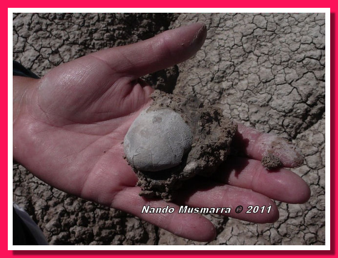 Badistornis aramus uovo fossile trampoliere