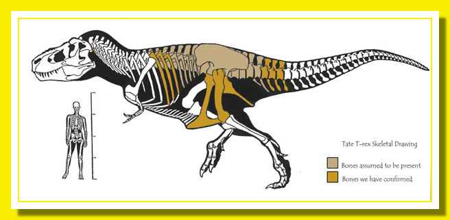 Lee-Rex ossa ritrovate