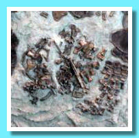 Embrione Plesiosauro