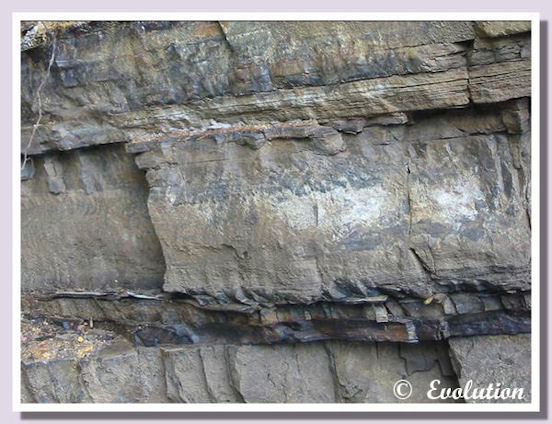 scisti bituminosi e dolomie