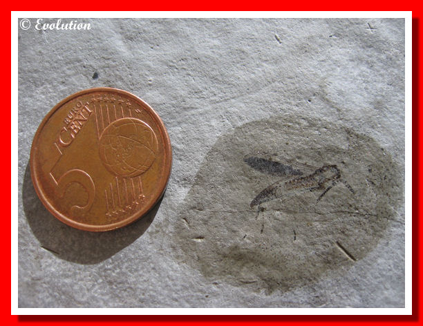 Tintorina meridensis