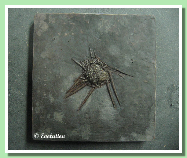 Serpianotaris hescheleri