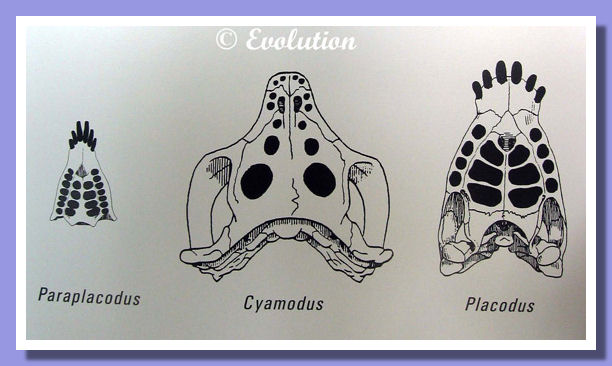 Placodonti dentature