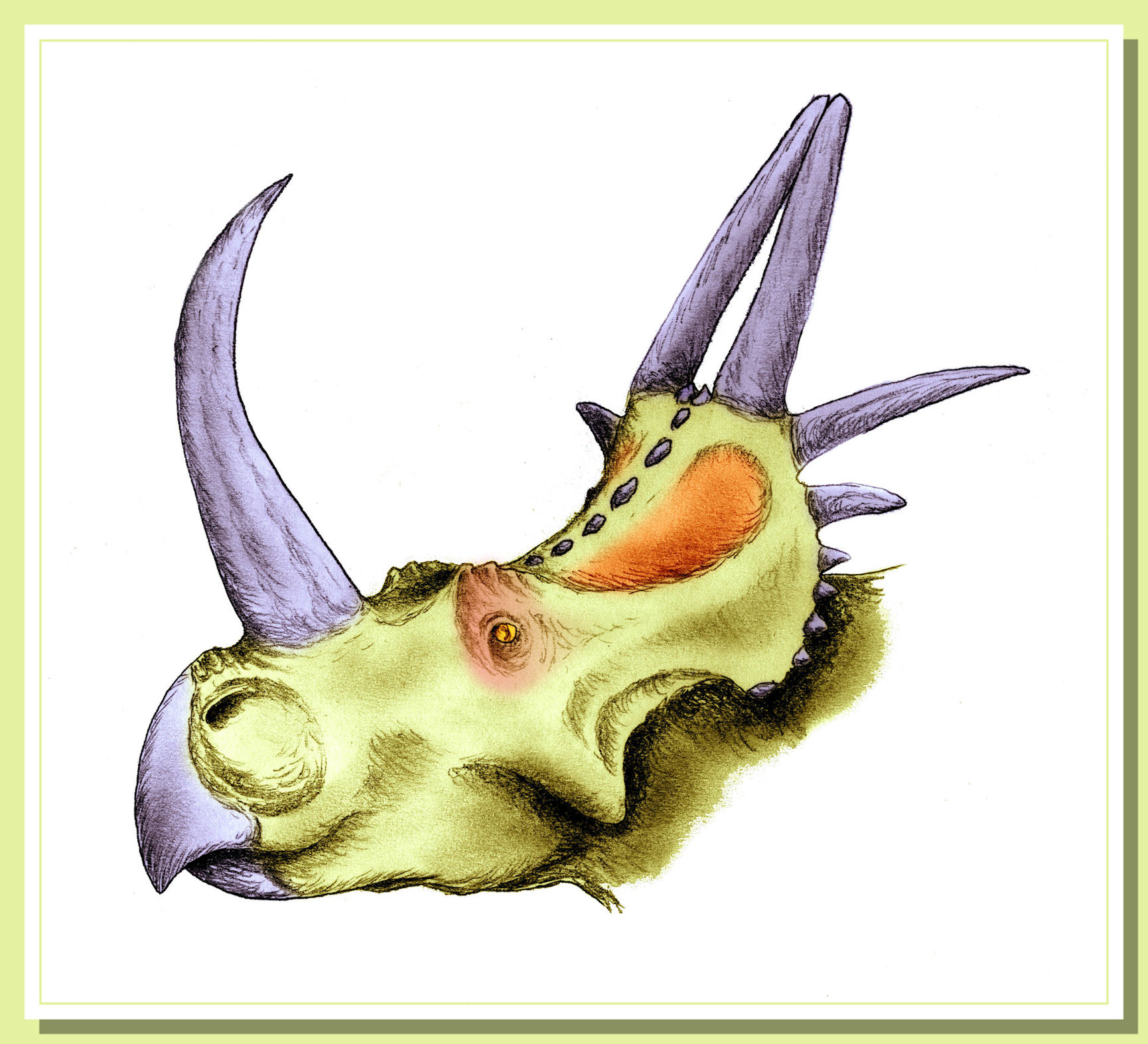 Ceratopsidi02.jpg Ceratopsidi02.jpg