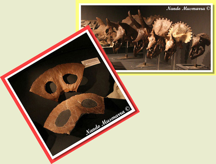 Ceratopsidi - Museum of Rokies - Bozeman - Montana Museum of Rokies - Bozeman - Montana