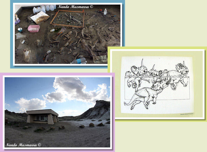 Giacimento Ceratopsian Mortalita' di massa Ceratopsidi