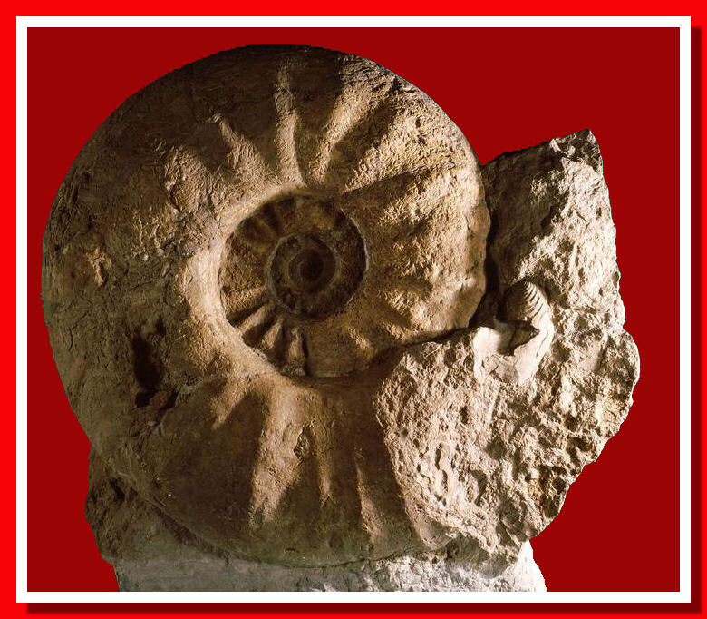 PARAPUZOSIA SEPPENRADENSIS