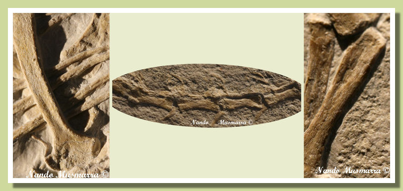 Juravenator immature Specimen