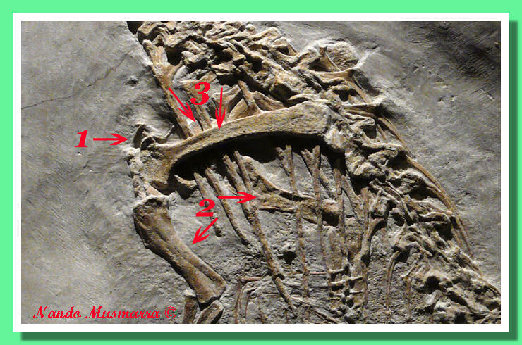 Juravenator chest region