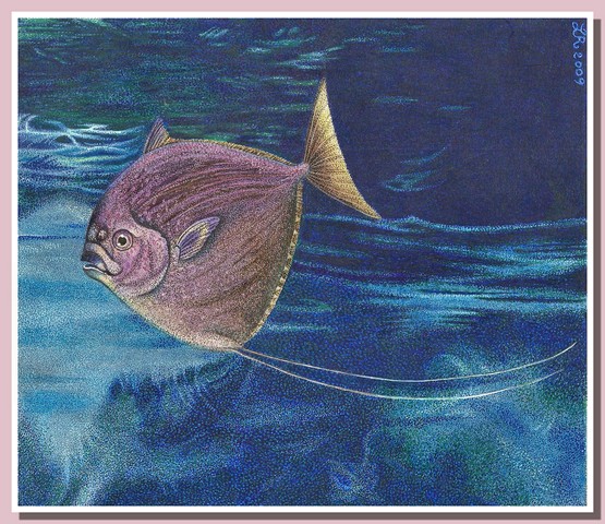 Mene rhombea - Paleoart by Loana Riboli