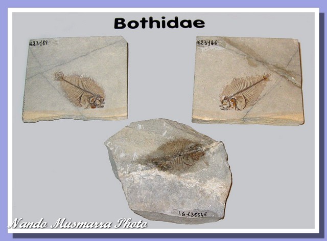 Eobothus minimus