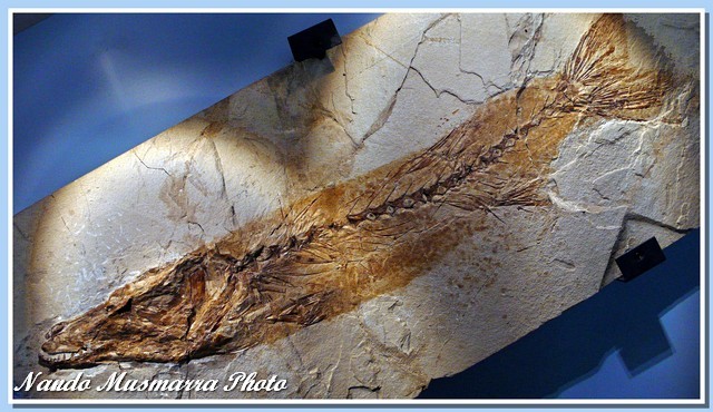 Sphyraena bolcensis