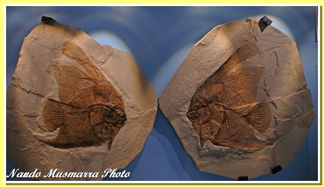 Eoplatax papilio