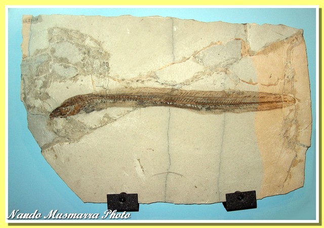 Paranguilla tigrina