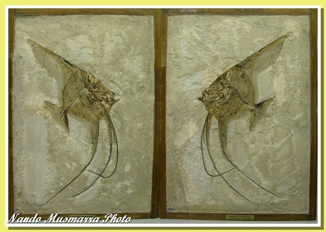 Ceratoichthys pinnatiformis