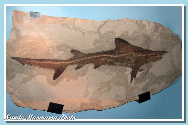 Galeorhinus cuvieri