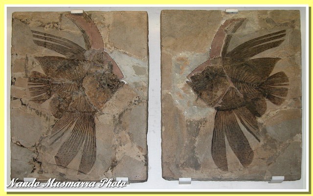 Eoplatax subvespertilio