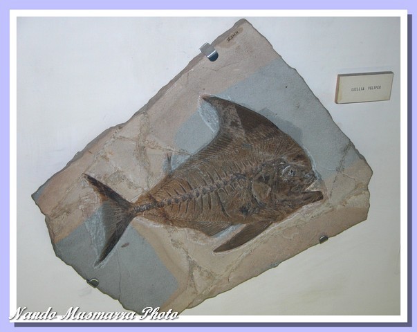 Exellia velifer