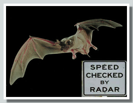 Bat003.jpg