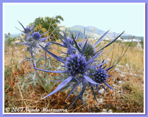Eryngium amethystium Cardo bliu 