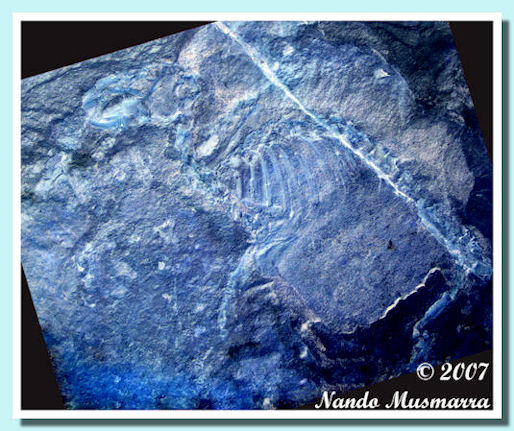 Prolagus extinct rabbit relative - with the fur impression preserved