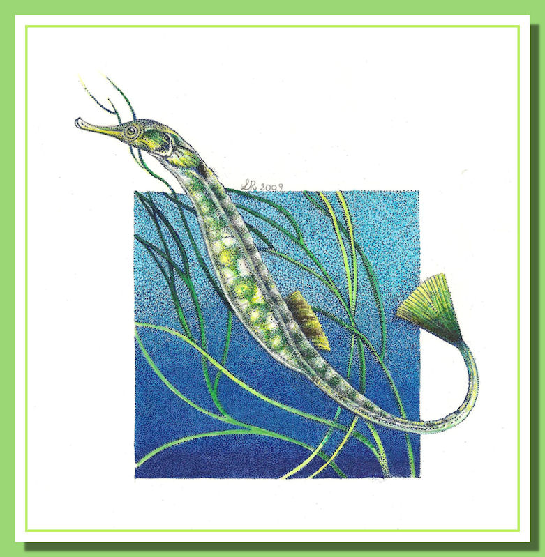 Pipefish Syngnatus Artista Loana Riboli Fossili Abruzzo