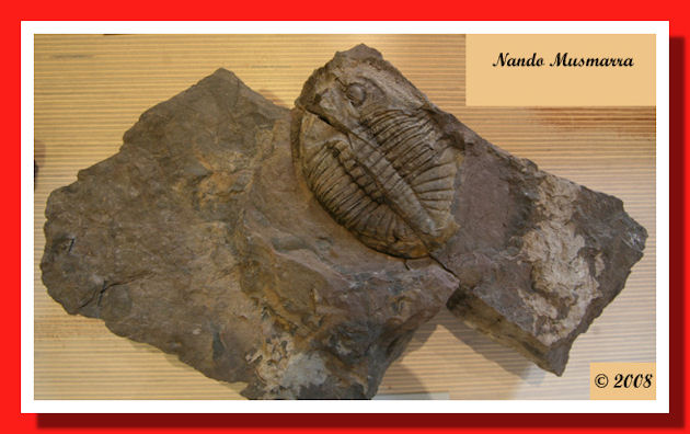 Fabar-07.jpg il trilobite Isabelinia glabrata
