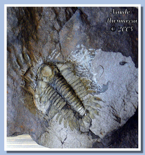 Fabar-11.jpg il trilobite Eccoptochile almadenensis