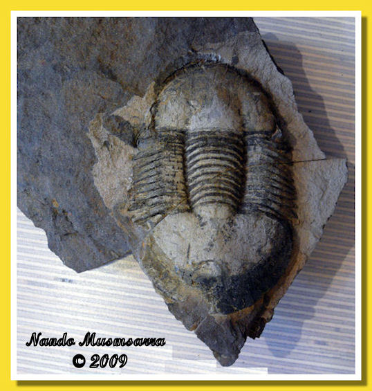 Fabar-12.jpg Ectillaenus giganteus foto nando musmarra