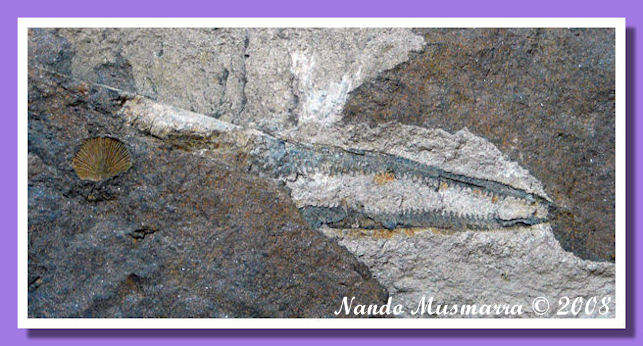 Fossile di graptolite