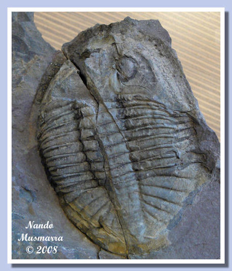 Fabar-18.jpg Close up primo piano di Isabelinia glabrata